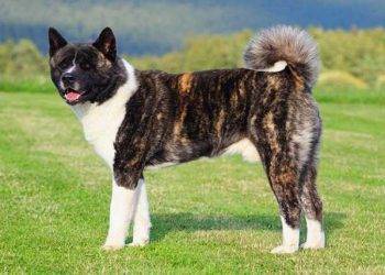 Akita, All You Need To Know About These Dog Breed