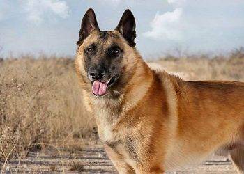 Belgian Malinois,All You Need To Know About These Dog Breed