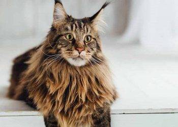 Maine Coon Cats, All You Need to Know About It
