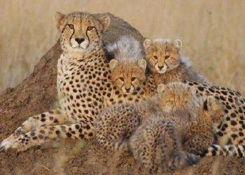 Strongest Wild Cats and Features