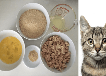 Cat Food Recipes Will Lead Your Cat Happy