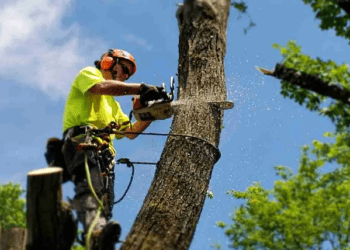 Questions To Ask While Hiring A Tree Removal Firm