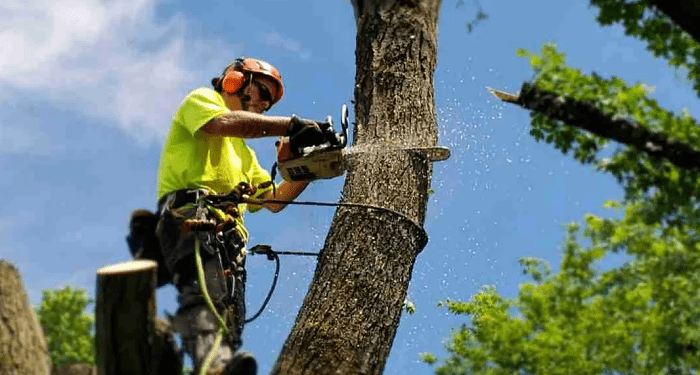 Questions To Ask While Hiring A Tree Removal Firm