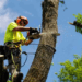 Questions To Ask While Hiring A Tree Removal Firm