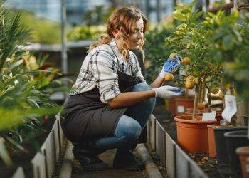 Navigating the Green Market: A Guide to Buying Bulk Weed Online in Canada