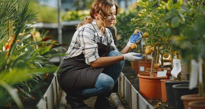 Navigating the Green Market: A Guide to Buying Bulk Weed Online in Canada